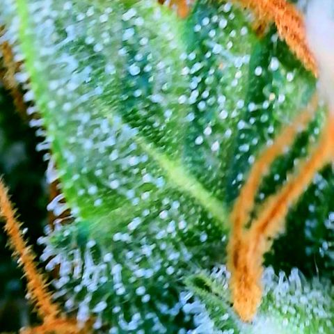 Gorilla Glue Fem - AC Infinity 5x5 growlog timeline photo