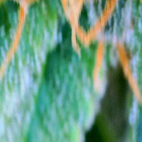 Gorilla Glue Fem - AC Infinity 5x5 growlog timeline photo