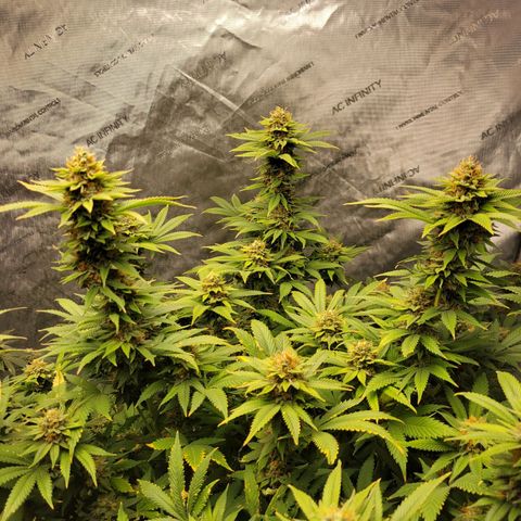 Gorilla Glue Fem - AC Infinity 5x5 growlog timeline photo