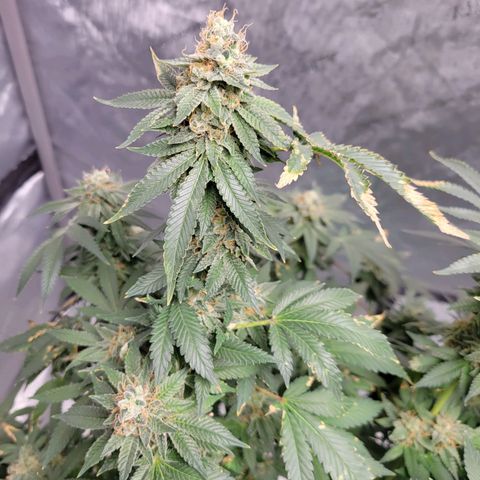Gorilla Glue Fem - AC Infinity 5x5 growlog timeline photo