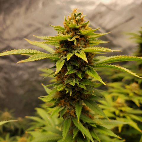 Gorilla Glue Fem - AC Infinity 5x5 growlog timeline photo