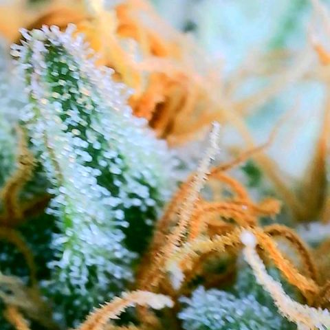 Gorilla Glue Fem - AC Infinity 5x5 growlog timeline photo