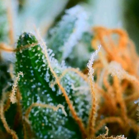 Gorilla Glue Fem - AC Infinity 5x5 growlog timeline photo