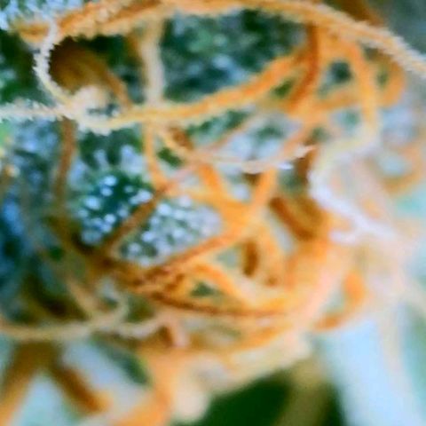 Gorilla Glue Fem - AC Infinity 5x5 growlog timeline photo
