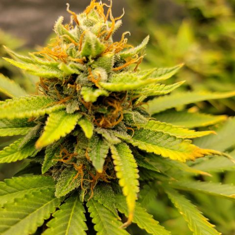 Gorilla Glue Fem - AC Infinity 5x5 growlog timeline photo