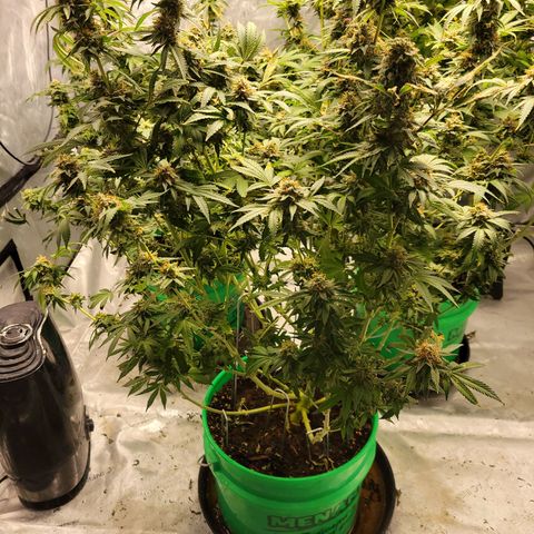 Gorilla Glue Fem - AC Infinity 5x5 growlog timeline photo