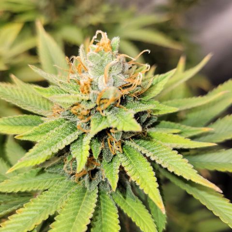 Gorilla Glue Fem - AC Infinity 5x5 growlog timeline photo
