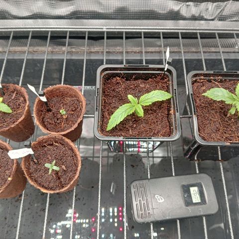 Og kush growlog timeline photo