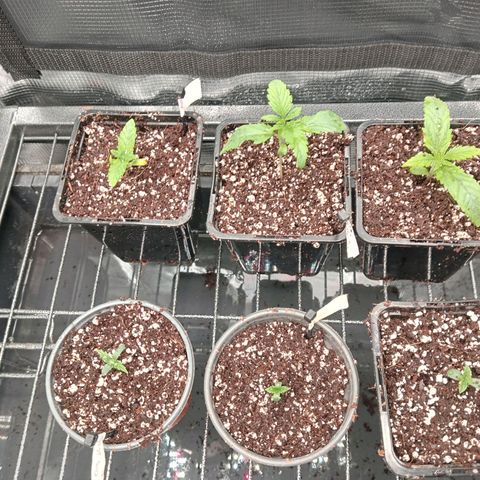 Og kush growlog timeline photo