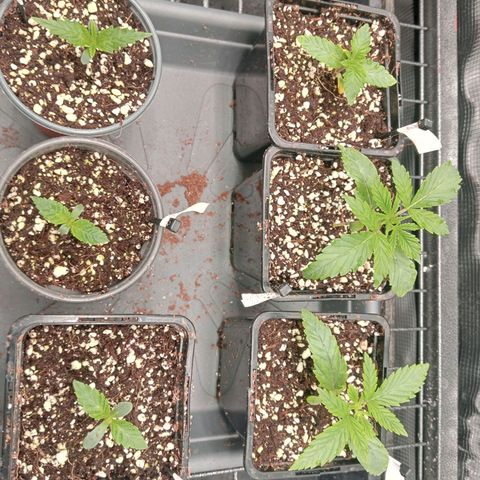 Og kush growlog timeline photo
