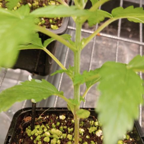 Og kush growlog timeline photo