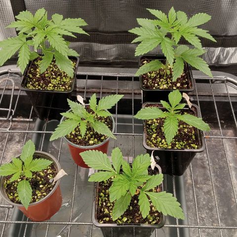 Og kush growlog timeline photo