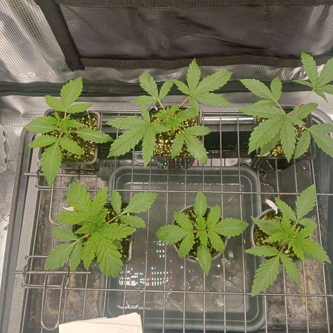 Og kush growlog timeline photo