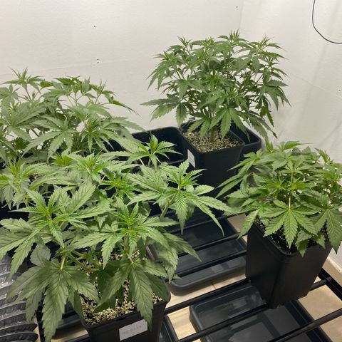 Og kush growlog timeline photo