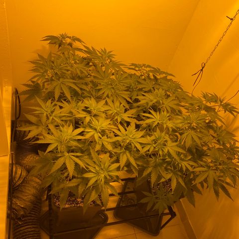 Og kush growlog timeline photo