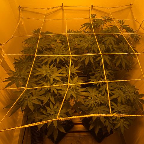 Og kush growlog timeline photo