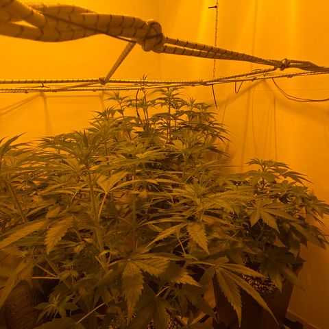 Og kush growlog timeline photo
