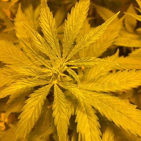 Og kush growlog timeline photo