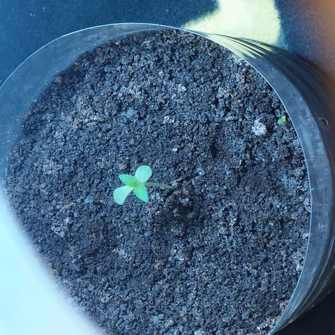 Somangoo growlog photo: Aplicacion de acidos fulmicos