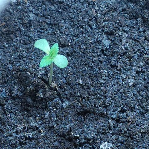 Somangoo growlog photo: Aplicacion de acidos fulmicos