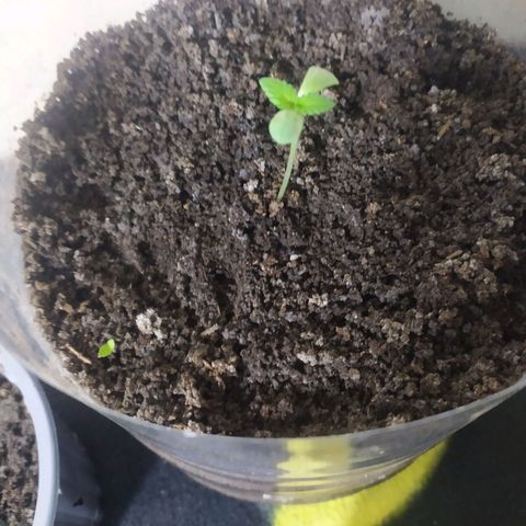 Somangoo growlog photo: Aplicacion de acidos fulmicos 