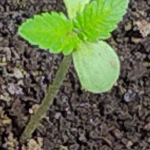 Somangoo growlog timeline photo