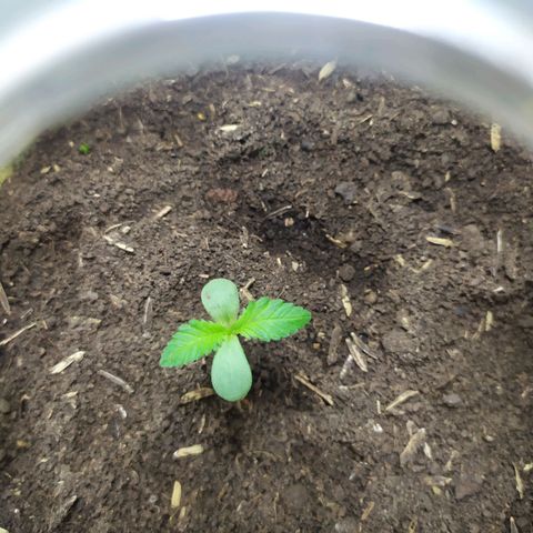 Somangoo growlog photo: Cambie de lugar las macetas las quite de la luz por lo que se decayeron y arrugaton un poco