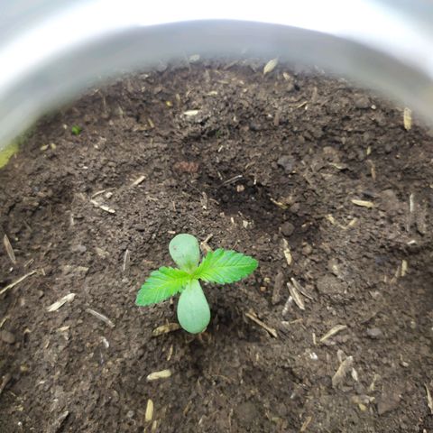 Somangoo growlog photo: Cambie de lugar las macetas las quite de la luz por lo que se decayeron y arrugaton un poco
