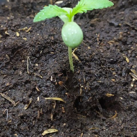 Somangoo growlog timeline photo