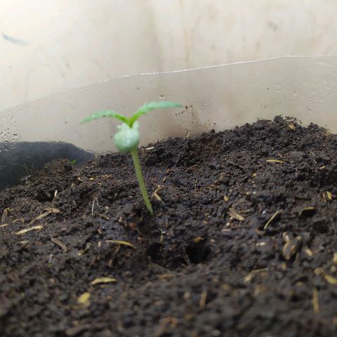 Somangoo growlog timeline photo