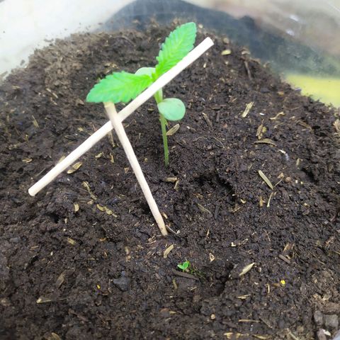 Somangoo growlog timeline photo