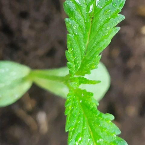 Somangoo growlog timeline photo