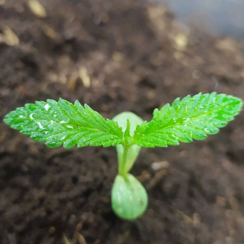 Somangoo growlog timeline photo