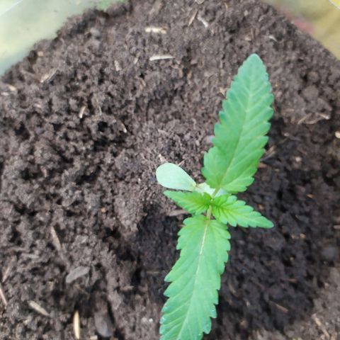 Somangoo growlog timeline photo