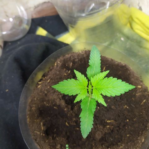Somangoo growlog timeline photo