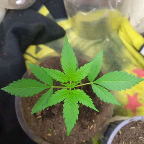 Somangoo growlog timeline photo