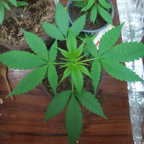 Somangoo growlog timeline photo