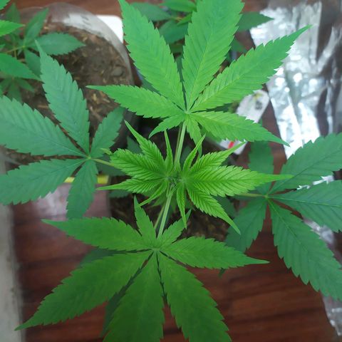 Somangoo growlog timeline photo