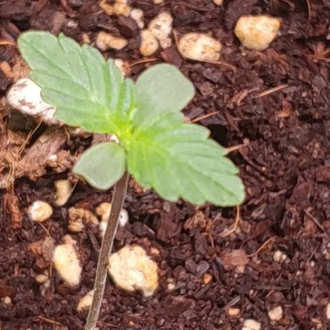 Fast Berry Auto (3) growlog timeline photo