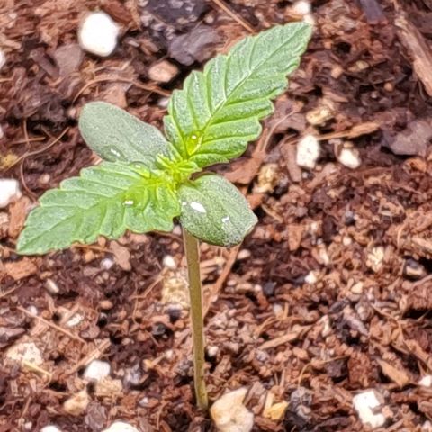 Moby Dick XXL Autoflowering 1 growlog timeline photo