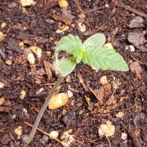 Fast Berry Auto (3) growlog timeline photo