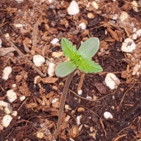 Fast Berry Auto (3) growlog timeline photo