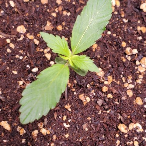 Fast Berry Auto (3) growlog timeline photo