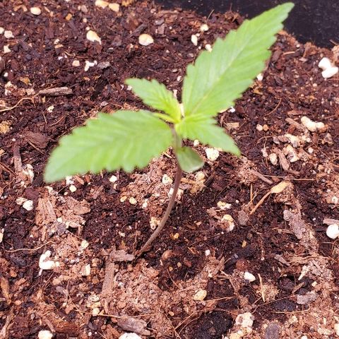 Fast Berry Auto (3) growlog timeline photo