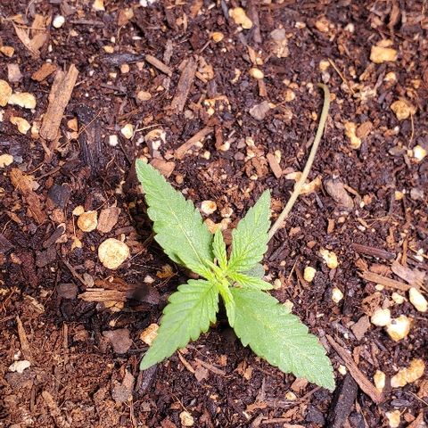 Fast Berry Auto (3) growlog timeline photo