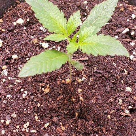 Moby Dick XXL Autoflowering 1 growlog timeline photo