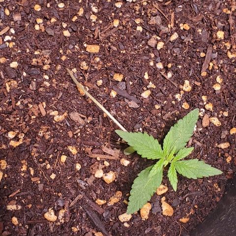 Fast Berry Auto (3) growlog timeline photo