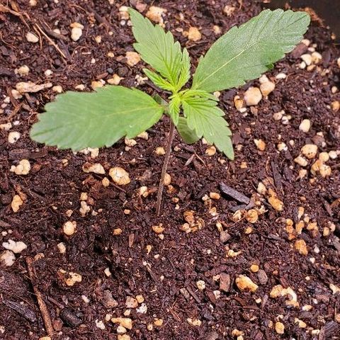 Fast Berry Auto (3) growlog timeline photo