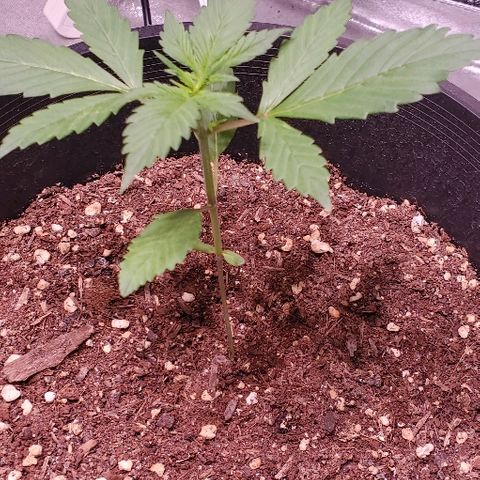 Fast Berry Auto (3) growlog timeline photo