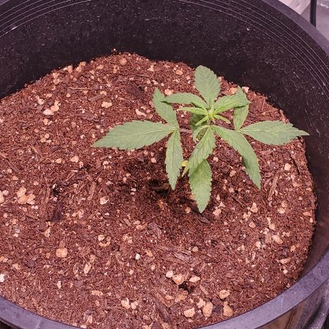 Fast Berry Auto (3) growlog timeline photo